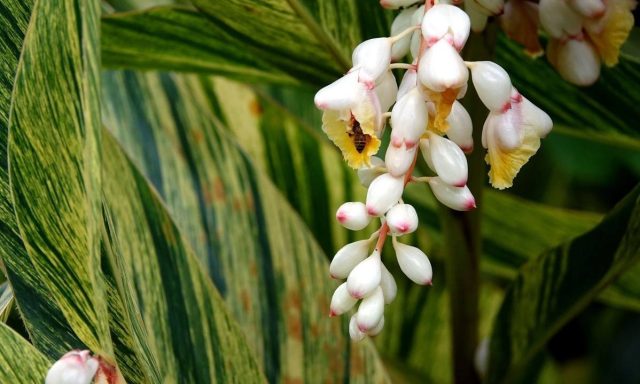 Дикий кардамон использовали в качестве пряно-ароматического растения и в медицинских целях издавна, а культивировать начали лишь в 19 веке