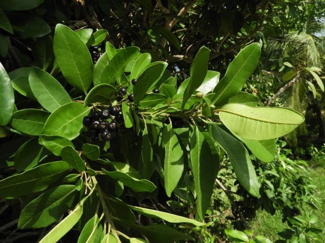 Душистый перец – плод вечнозеленого дерева 10-20 м высотой под названием пимента лекарственная (pimenta dioica), она же ямайский душистый перец