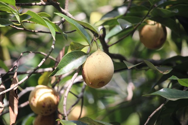 Плоды мускатника внешне напоминают абрикосы, но в кулинарии, медицине и парфюмерии используют только косточки