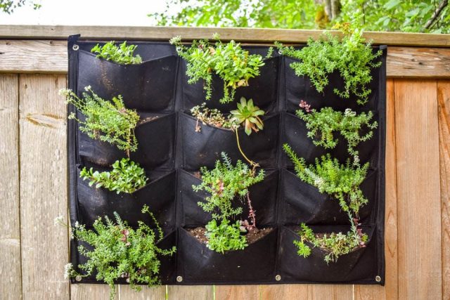 Вы можете выращивать травы и листовую зелень в подвесных органайзерах для обуви с карманами