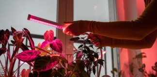 Как помочь комнатным растениям успешно пережить зиму