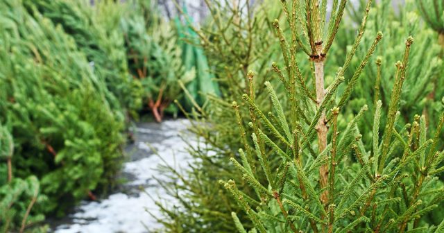 Если поддерживается необходимая влажность и низкие температуры, то качество ёлок не ухудшается при хранении