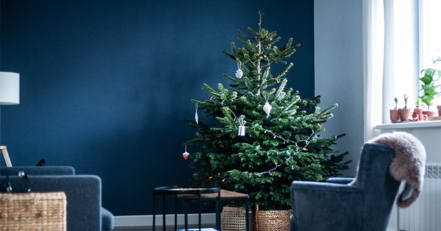 Главный враг ёлки в квартире – это сухой воздух и высокая температура