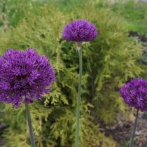 Лук голландский «Перпл Сенсейшен» (Allium hollandicum 'Purple Sensation') Лук голландский «Перпл Сенсейшен» (Allium hollandicum 'Purple Sensation')