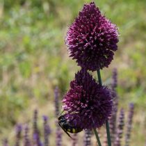 Лук шароголовый (Allium spherocephalon) Лук шароголовый (Allium spherocephalon)
