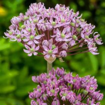 Лук черный «Пинк Перл» (Allium nigrum 'Pink Pearl') Лук черный «Пинк Перл» (Allium nigrum 'Pink Pearl')