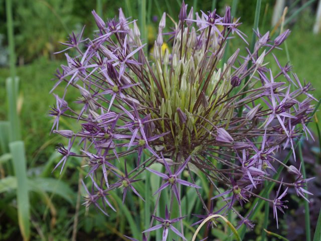 Цветочные головки лука Шуберта (Allium schubertii) похожи на фейерверк Цветочные головки лука Шуберта (Allium schubertii) похожи на фейерверк
