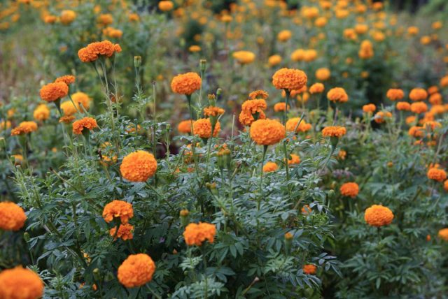 «Африканские бархатцы» или тагетес прямостоячий (Tagetes erecta), стали известны европейцам благодаря семенам, завезенным из Африки