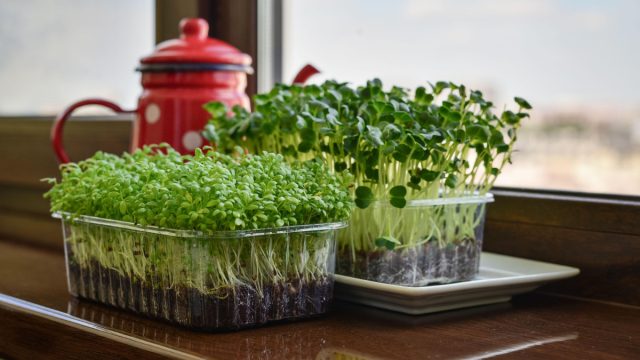 Быстрым наращиванием зелени отличаются кресс-салат и руккола