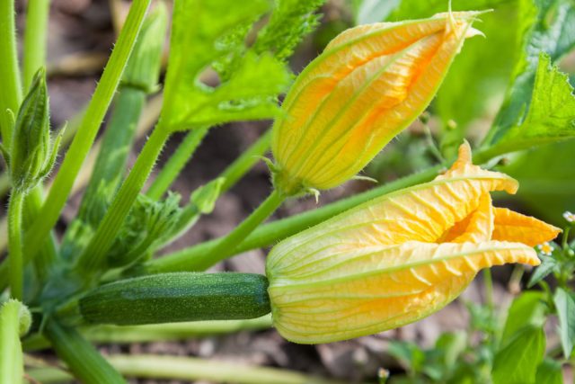Кабачки пока с готовой продукцией в месяц не укладываются, но у них очень вкусны в жареном виде как цветки, так и юные завязи Кабачки пока с готовой продукцией в месяц не укладываются, но у них очень вкусны в жареном виде как цветки, так и юные завязи