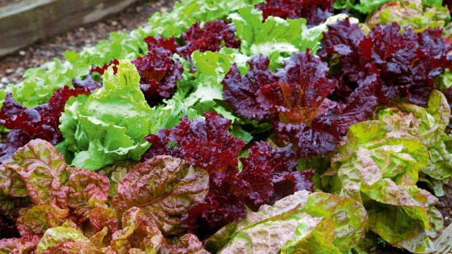 Салат латук из семейства Астровые не так шустёр, но ранние сорта вполне способны в течение месяца отрастить пригодные к съедению листики