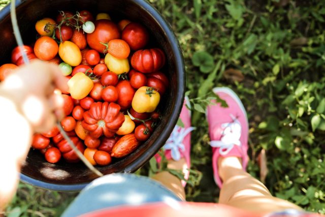 От черри до гигантов: лучшие томаты, которые я выращивала на своем участке
