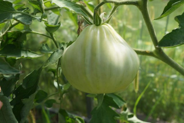 Название томата Кунео Джант Пир» (Tomato 'Cuneo Giant Pear') буквально переводится как «гигантская груша»