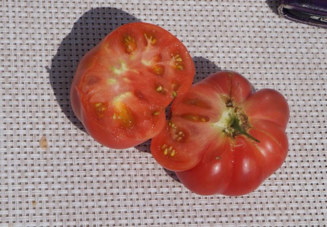 Некоторые плоды томата «Бельгийский гигант» могут достигать веса в 1 кг
