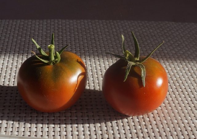 Томат «Лапа Кенгуру коричневая» - одна из моих любимых вариаций томатов сортосерии «Гном»