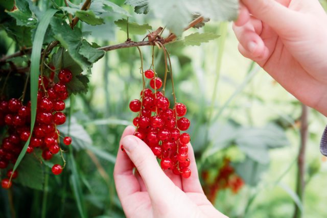 От плодовых деревьев до многолетних цветов: что посадить в новом году От плодовых деревьев до многолетних цветов: что посадить в новом году