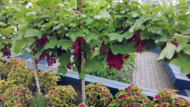 В качестве подвоя штамбовых крыжовника и смородины выступает золотистая смородина – морозо- и засухоустойчивый вид, существенно повышающий урожайность В качестве подвоя штамбовых крыжовника и смородины выступает золотистая смородина – морозо- и засухоустойчивый вид, существенно повышающий урожайность