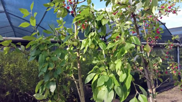 На многосортовые деревья или, как их ещё называют, дерево-сад, привиты сразу несколько сортов На многосортовые деревья или, как их ещё называют, дерево-сад, привиты сразу несколько сортов