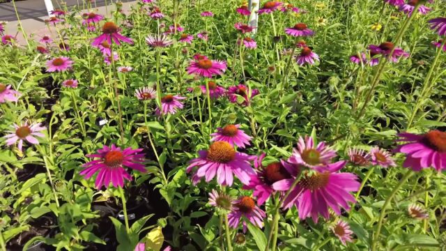 Многие многолетники можно приобрести в уже зрелом возрасте, чтобы не ждать несколько лет их первого цветения Многие многолетники можно приобрести в уже зрелом возрасте, чтобы не ждать несколько лет их первого цветения