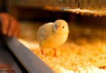 Почему не растут бройлеры — 6 основных проблем и их решение
