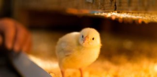 Почему не растут бройлеры — 6 основных проблем и их решение