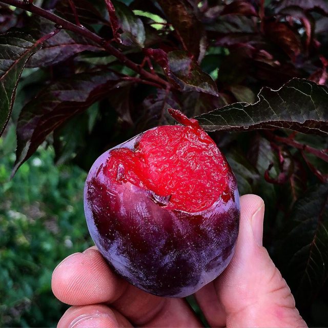«Голливуд» (Prunus divaricata 'Hollywood') - довольно старый сорт, появившийся в США почти век назад; представляет собой крупное дерево с медно-багровыми листьями «Голливуд» (Prunus divaricata 'Hollywood') - довольно старый сорт, появившийся в США почти век назад; представляет собой крупное дерево с медно-багровыми листьями