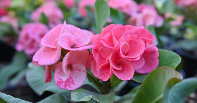 Прекрасные, но опасные — 7 удивительных молочаев