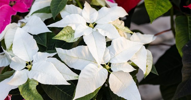 Молочай красивейший, или пуансеттия