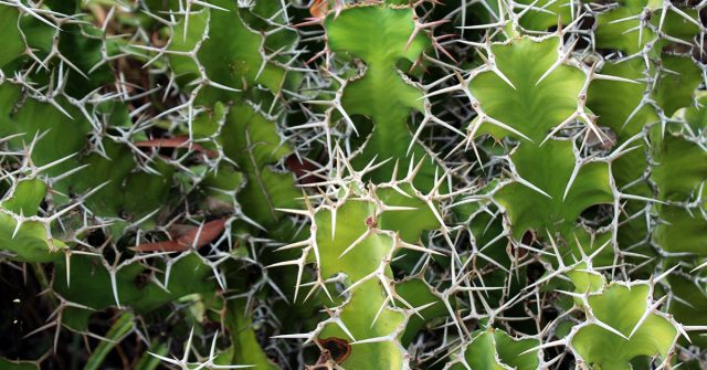 Молочай крупнорогий