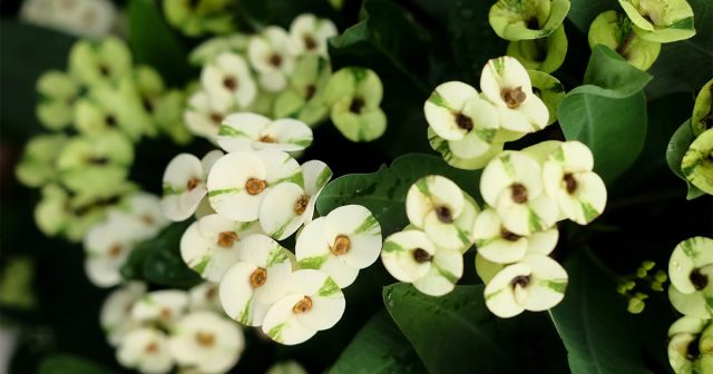 Как правило, чем обильнее выделяется густое, белое «молочко» на срезах, тем более опасно растение