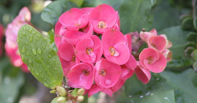 Молочай Миля, или эуфорбия