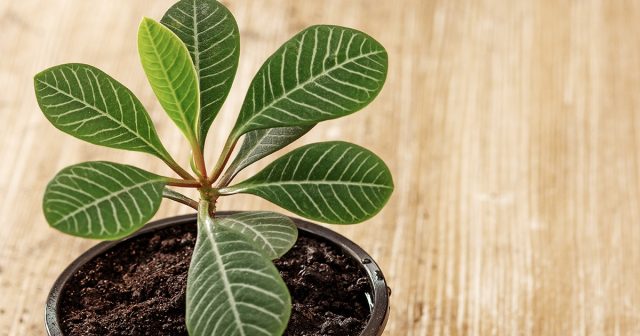 Молочай беложильчатый