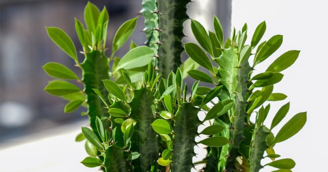 Молочай трёхгранный