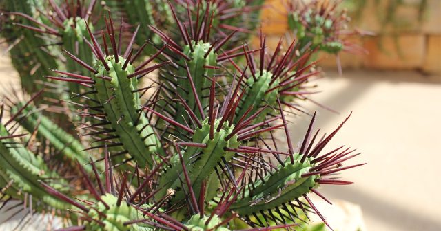 Молочай энопла