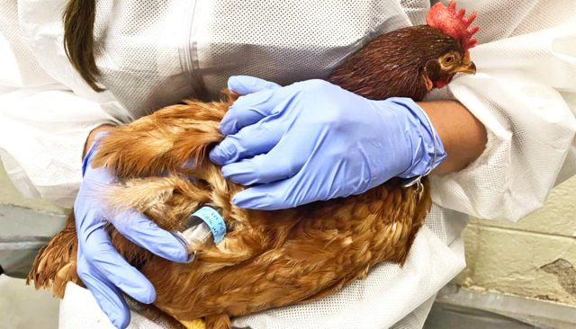 Для выявления микоплазмоза у курицы нужны лабораторные исследования взятых анализов