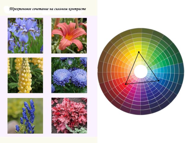 Трехтоновое сочетание на сильном контрасте тона