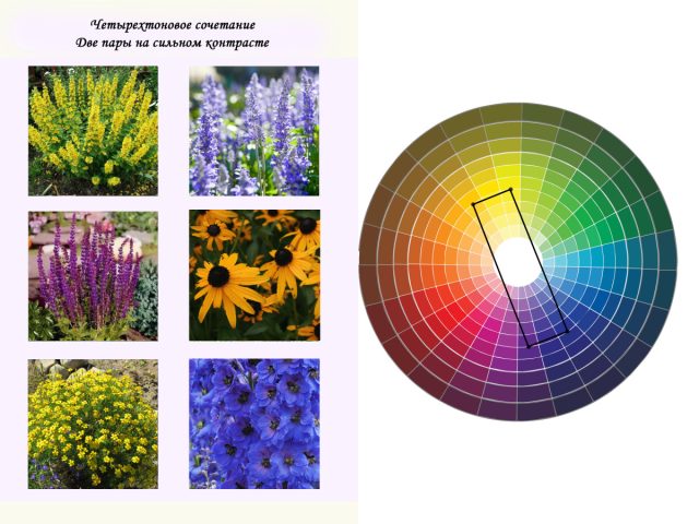 Четырехтоновое сочетание: 2 пары на сильном контрасте