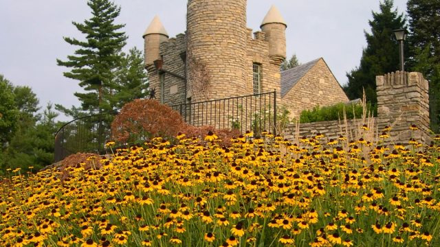 Миксбордер в желтых тонах может осветить любой тенистый уголок и самый мрачный пасмурный день