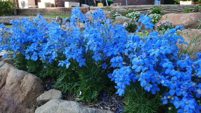 Особенно живописно синие цветы смотрятся в сочетании с белым, который придает цветнику дополнительную воздушность