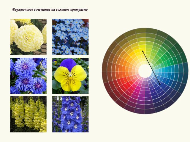 Двухтоновое сочетание на сильном контрасте тона