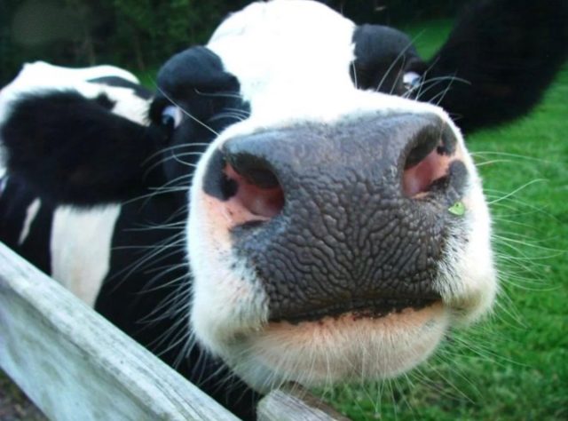 Отпечаток носа у каждой коровы уникален, как отпечатки пальцев у людей