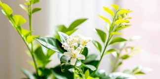 Живой освежитель воздуха: 12 ароматных растений для дома и офиса