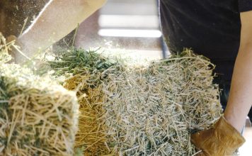 3 причины почему портится сено: как не дать животным умереть от голода 3 причины почему портится сено: как не дать животным умереть от голода