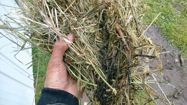 Причиной плесневения и гниения сена являются неправильные условия хранения готовых запасов и заражение грибком
