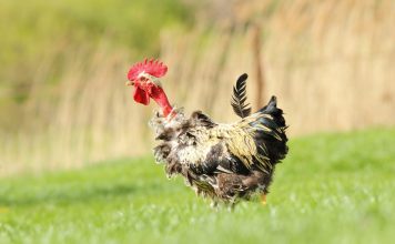 6 причин выпадения перьев у кур — в чем опасность и как решить проблему облысения 6 причин выпадения перьев у кур — в чем опасность и как решить проблему облысения