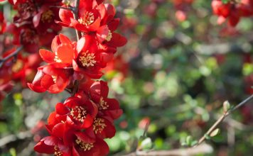 7 декоративных кустарников в моем саду, которые растут практически без ухода 7 декоративных кустарников в моем саду, которые растут практически без ухода