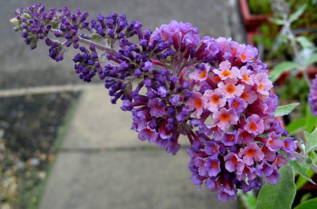 Сорт буддлеи Давида «Флауэр Пауэр» (Buddleja davidii ’Flower Power’) отличается трехцветной окраской — оранжево-розово-сиреневой, и серебристо-зелеными листьями. Сорт буддлеи Давида «Флауэр Пауэр» (Buddleja davidii ’Flower Power’) отличается трехцветной окраской — оранжево-розово-сиреневой, и серебристо-зелеными листьями.