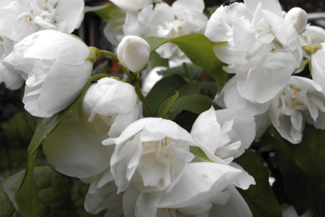 Растет "Вирджинал" (Philadelphus x lemoinei ’Virginal’) достаточно быстро: чубушник, который живет у меня, был посажен двухлеткой в 2015 году и достиг этих размеров за 5 лет, а зацвел на третий год Растет "Вирджинал" (Philadelphus x lemoinei ’Virginal’) достаточно быстро: чубушник, который живет у меня, был посажен двухлеткой в 2015 году и достиг этих размеров за 5 лет, а зацвел на третий год