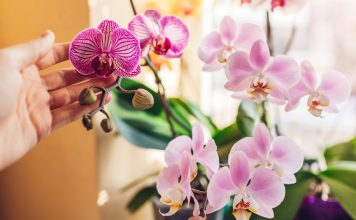 Без гнили и клеща: как выбрать орхидею фаленопсис при покупке Без гнили и клеща: как выбрать орхидею фаленопсис при покупке