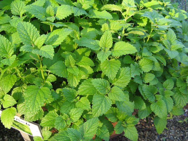 Мелисса лекарственная (Melissa officinalis) считается одной из пяти лучших трав для лечения проблем со сном Мелисса лекарственная (Melissa officinalis) считается одной из пяти лучших трав для лечения проблем со сном